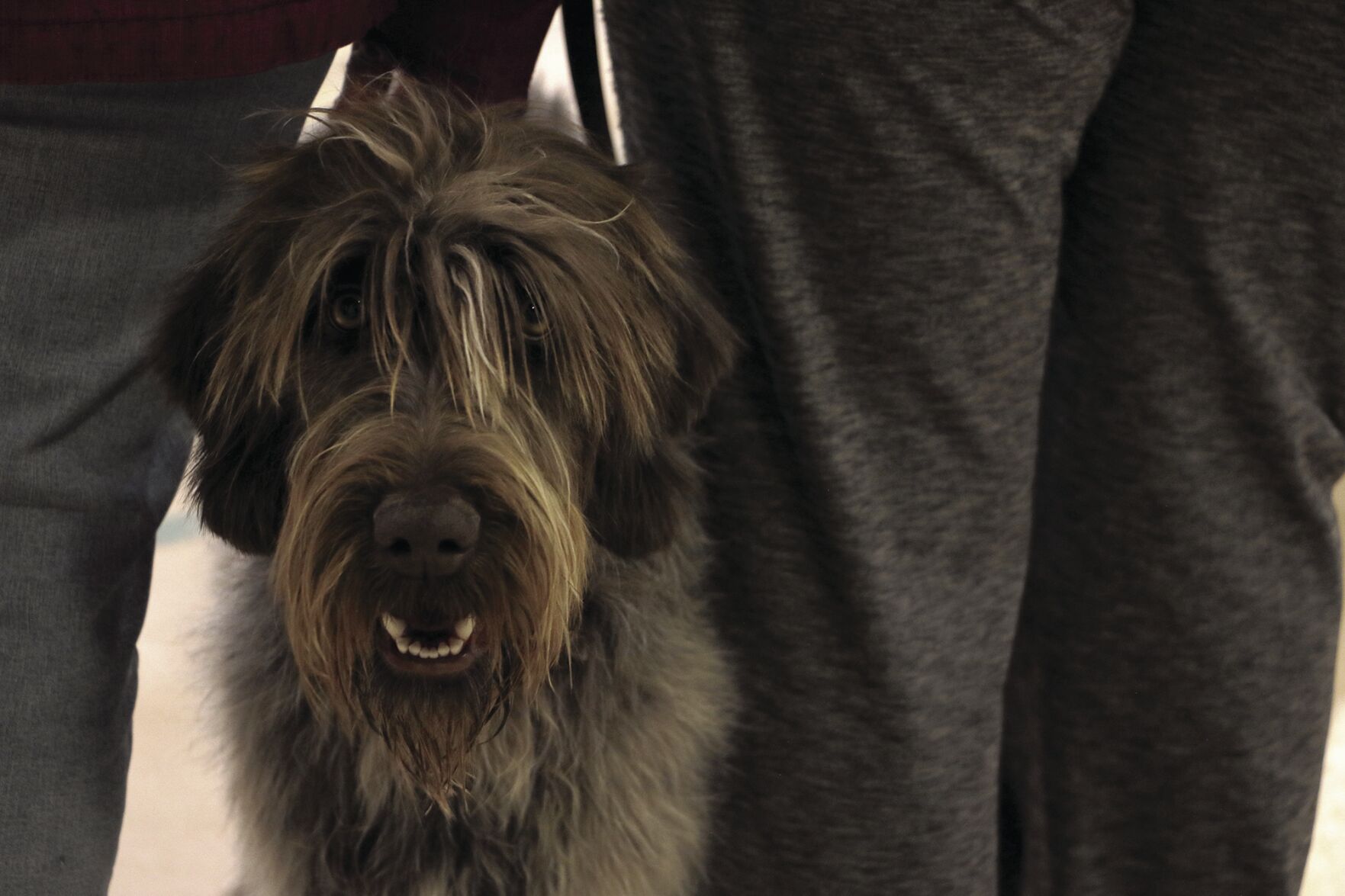 PHOTOS: 2022 AKC Dog Show